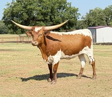 M7 Hydro’s Lucky Charm☘️