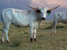 3P AMERICA’S MINNIE 