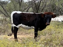 WL REBEL RILEY x HL HEADS UP