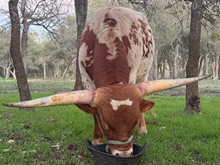 Double Shot of Jack DSM