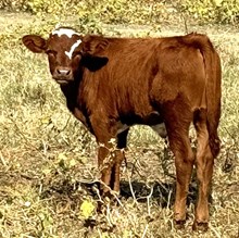 CACTUS JACK X ROYAL MERMAID bull