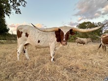 IWR Texa Style