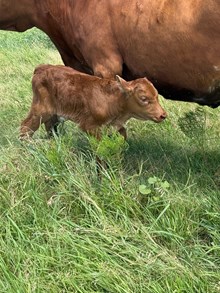 CACTUS JACK X TOP SHOOTIN 'bull II