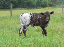 All Jacked Up DSM x Tex Mex Cowgirl CPL heifer