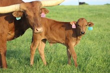 2025 Sweet Cheeks  Bull