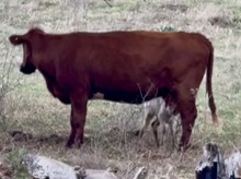 HL Heads Up x 3S Danica