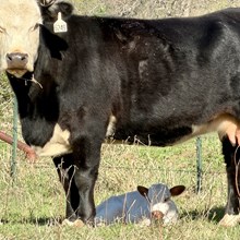 HEADS UP x 3S DANICA 