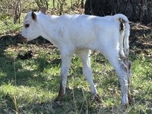 HEADS UP X 3S DANICA 6547