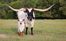 2025 Flyboy's Lulu Bull