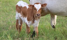 2025 Telling Secrets Bull