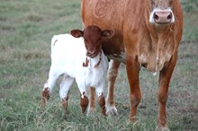 2025 Fifty Bombs Heifer