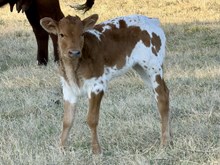 HEADS UP X 3S DANICA 6890