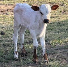 HEADS UP x 3S DANICA  6249