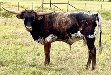Hangin Tuff x Safari Little Bit bull calf