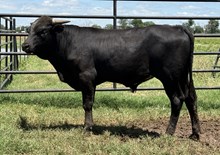 “The Quiet Man” ☘️