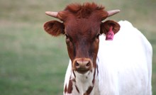 2025 Fifty Bombs Heifer