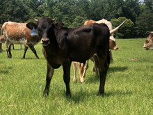 HBR Fantom's Safari 2023 Bull Calf