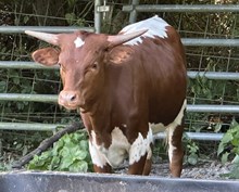 M7 Jackie’s Safari