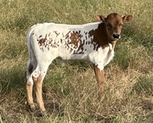 Hondo’s Bound to Win FHR