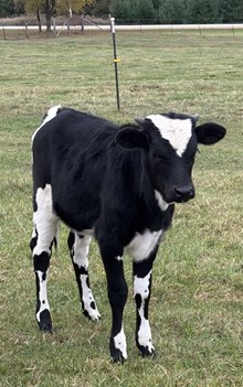 BL Kettles Black Pearl