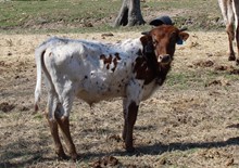 2021 STEER (MISS ESSENTIAL)