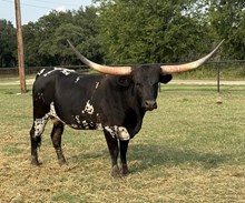 M7 Hydro’s Night Queen