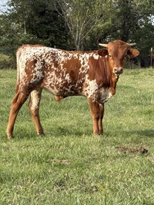 SBF Brother's Bourbon