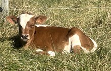 Rustic Patty/Heads up