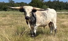 M7 Hydro’s Thunder