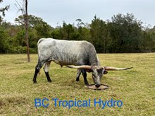 BC Tropical Hydro