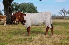 BCR Belle 225