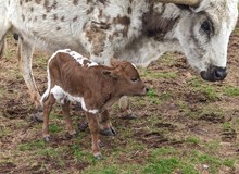 Liberty's 2025 Bull Calf