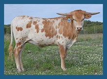 DBL-K MARITIME FLYER