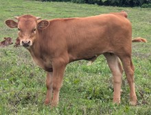 Hydro x Glitter BULL