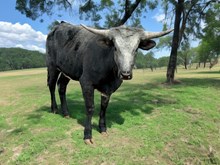 M7 Venus Especial🏁 