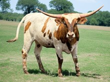 M7 Hydro’s Top Caliber 