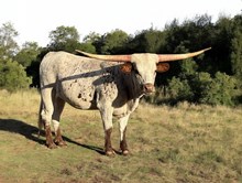 M7 Hydro’s Miss Houston 