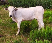 Powder River Cowgirl CPL