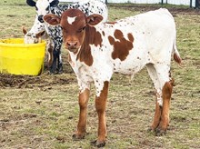 3P FIFTY SHADES OF RANCHY 
