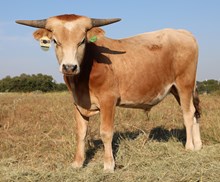 EJS Fifty x Tequila Bull Calf