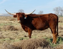 DC Texana Red