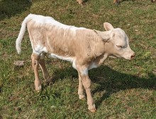 Zeus's Four Eyes 2023 Bull Callf