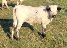 Avery Island Cowgirl CPL