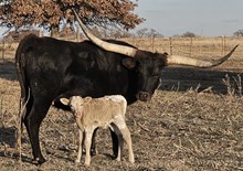 Bittersweet CG's 2025 Bull calf