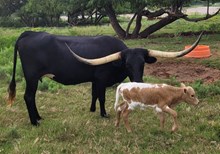 Blackbird Pi 2025 heifer