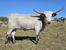 Painted Iron Sharita