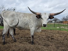 Painted Iron Sharita