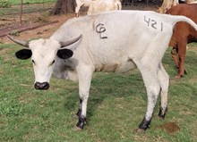 Cinnabun Cowgirl CPL