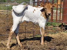 Ranch Diva DSM