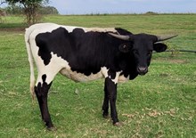 DoubleVision Cowgirl CPL